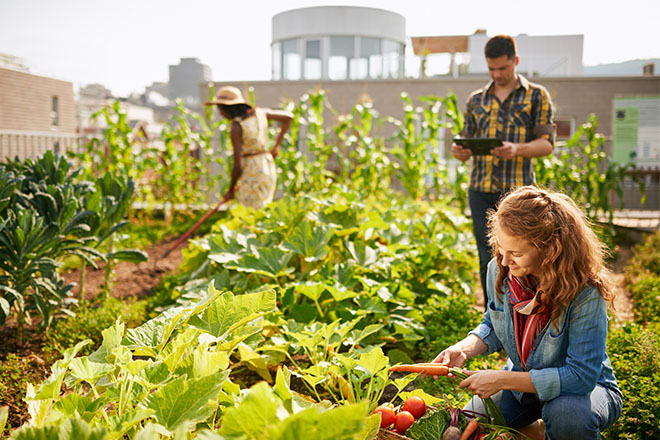 Un giardino sul tetto