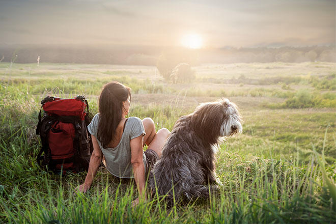 in viaggio con il cane